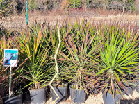 Yucca aloifolia