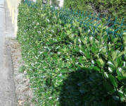 ZIMZELENA ŽIVICA JAPANSKA KURIKA, ZIMZELENI UKRASNI GRM ,SADNICE,SJEME