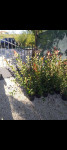 živa ograda:Lovor višnja,Fotinija,Lejlandski čempres,Oleander, Jasmin