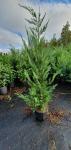 Živica brzog rasta , cupressus Leylandii 1m-2m visine nove sadnice