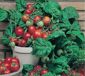 Balkonska rajčica 20 sjemenki za posude