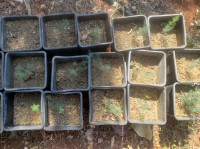 Divlje šparoge sadnice