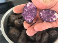 Ljubicasti sjemenski krumpir