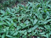 Orijentalni repušac - Bunias orientalis - jestiva trajnica - sadnice