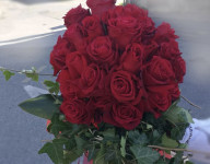 PRODAJEM 50 RUŽA HITNO