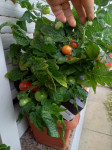 Sadnice rajčica za tegle (viseće i stojeće)