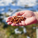 Sjeme grah puter / putrek visoki starinsko organsko (sjemenke)
