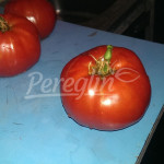 Sjeme paradajz / rajčice jabučar starinsko organsko (sjemenke)