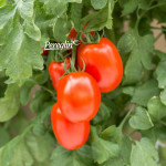 Sjeme paradajz / rajčice šljivar starinsko organsko (sjemenke)