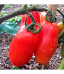 SJEME RAJČICE SAN MARZANO