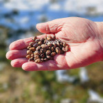 Sjeme puter mahuna / mahune puterice starinsko organsko (sjemenke)