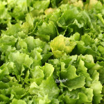 Sjeme salata endivija / krecuša starinsko organsko (sjemenke)