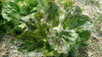 Sjeme salata kristalka flekica starinsko organsko (sjemenke)