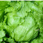 Sjeme salata kupusarka / ginko salata starinsko organsko (sjemenke)