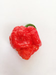Sjeme Trinidad Scorpion Moruga