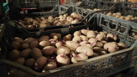 Sjemenski krumpir Memphis