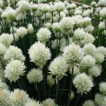 Vlasac / Allium white / Sjeme