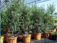 Cipressino maslina - sadnica maslina kao grm