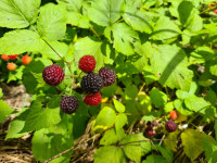 Crna malina - Rubus occidentalis - sadnice