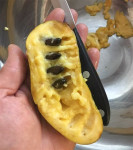 Indijanska Banana Paw Paw / Sadnice / Klijanci/ Sjemenke