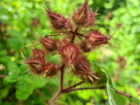 Japanska malina - Rubus phoenicolasius - sadnice