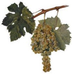 Maraština, sadnice, lozni cijepovi, klonski materijal