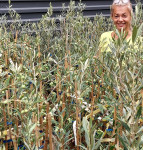 Maslina Sikitita,ARBEQUINA,KORONEIKI, ARBOSANA ,PIQUAL,LECCINO