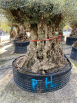 Maslina Zadar Xxxl  najbolja cijena! Olivenbaum Olive 350 +godina