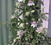 Passiflora Caerulea / Isusova kruna / Sjeme