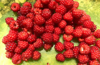 Prodaja domaćih sadnica japanske maline - Uživajte u slatkoći prirode!