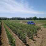 Prodaja voćnih i loznih sadnica, Rasadnik AgroMax