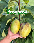 Sadnice "Indijanske banane" / Asimine trilobe / Pawpaw