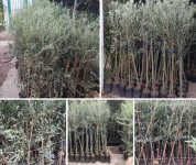 Sadnice  Maslina - Vrhunske svjetske sorte