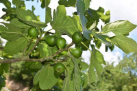 SADNICE SMOKVE, KONTINENTALNE, EKOLOŠKE