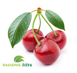 SADNICE TREŠNJE "LIONSKA RANA" (ekološki certifikat)