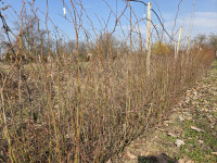ŠIPAK sadnice (Rosa cannina Laxa)