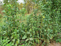 Šljiva Bistrica - Prunus domestica - sadnice