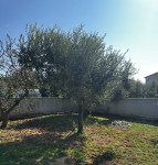 Stabla maslina stara 25 godina
