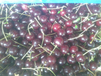 STARA SORTA VIŠNJE (50god),SADNICE U VIŠE VEL.I STAROSTI