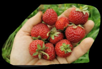 VRTNA JAGODA, SADNICE