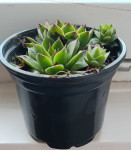 Čuvarkuća  Sempervivum tectorum