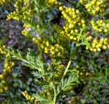 Slatki pelin (Artemisia Annua) sadnice