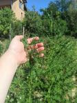 Slatki pelin (Artemisia annua) - sjeme (sjemenke)