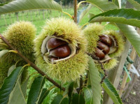 SADNICE CIJEPLJENOG KESTENA I MARUNA, MIKORIZIRANE MICELIJEM VRGANJA