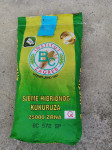 Kukuruz sjemenski BC 572