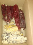 kukuruz ukrasni razne boje i veličine