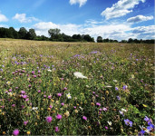 Akcija!!!! IAKS SJEME ZA CVJETNE TRAKE