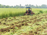 zelena gnojidba -leguminoze sjeme 37 eur/ha