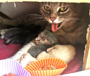 FAN CHILDRENS-VENTILATOR ZA DJECU I KUĆNE LJUBIMCE