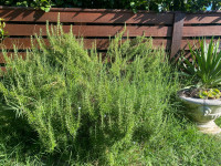 Ruzmarin za Vjencanja